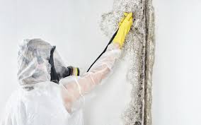 Mold Removal for HVAC Installations in Willmar, MN